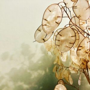 Anne, Gemüsegärtnerin